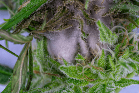 How to Tell if Weed Has Gone Bad - DynaVap.eu