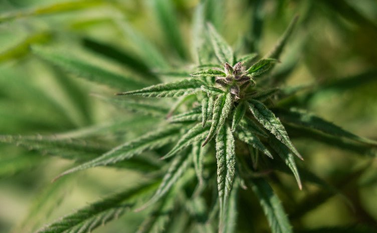 Indica vs Sativa vs Hybrid: What’s the Difference? - DynaVap.eu