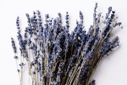 Benefits of Smoking Lavender - DynaVap.eu