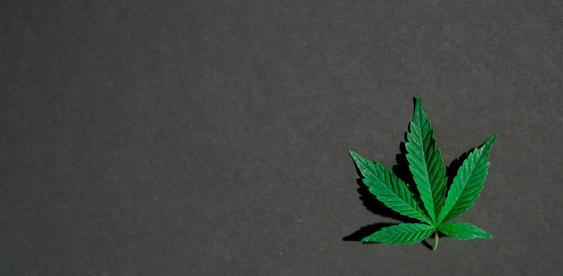 What Are Terpenes, How Do They Improve Your Health - DynaVap.eu