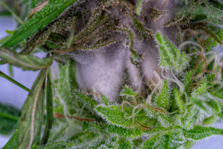 How to Tell if Weed Has Gone Bad