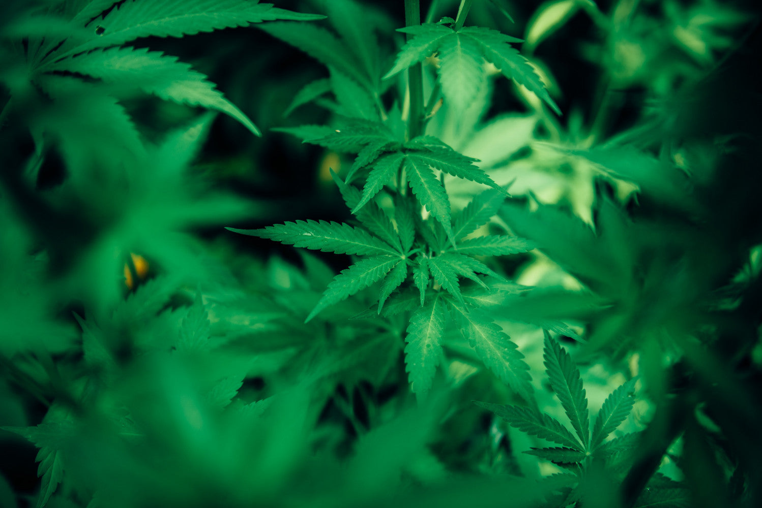 Marijuana's Legalized Vote: Federal Legalization Bill Approved by House Committee