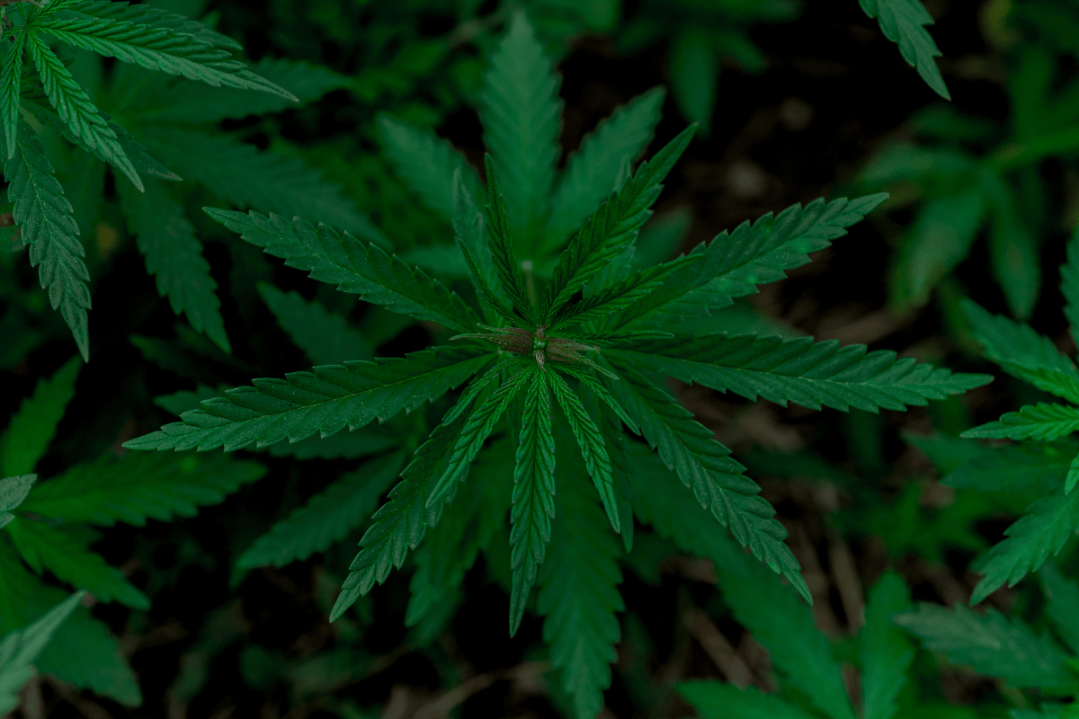 The Worst Weed Strains for Anxiety - DynaVap.eu