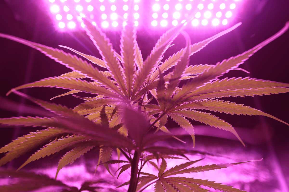 Cannabis Connoisseur's Guide to the Wildest Facts About Our Favorite Plant
